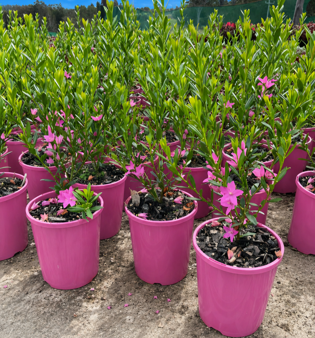Crowea 'Little Rockstar' - Ladybird Nursery