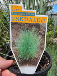 Eskdale Blue™ Native Tussock Grass - Ladybird Nursery
