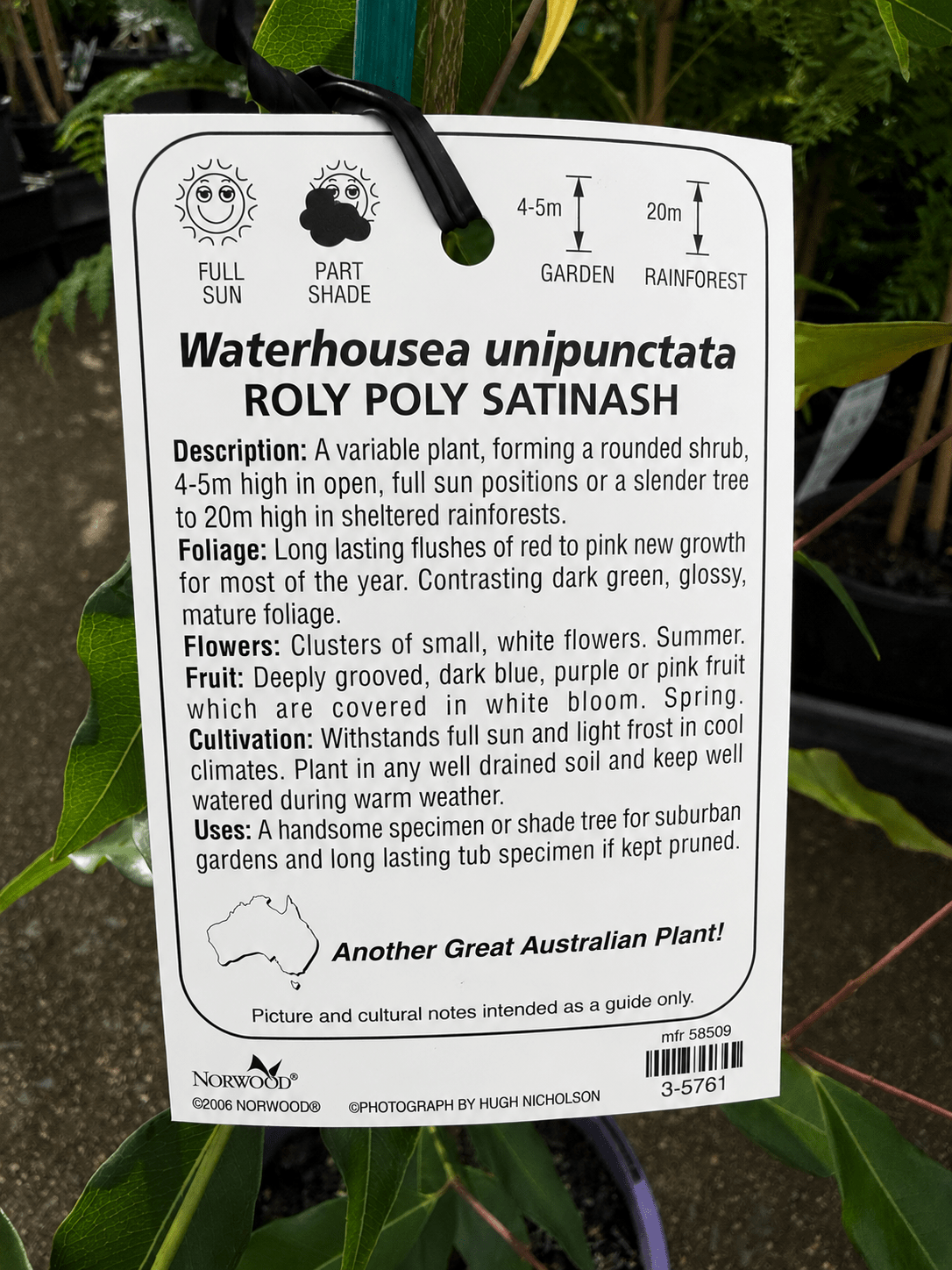 Weeping Lilly Pilly 'Roly Poly Satinash' (Waterhousia unipunctata) - Ladybird Nursery