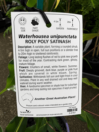 Weeping Lilly Pilly 'Roly Poly Satinash' (Waterhousia unipunctata) - Ladybird Nursery