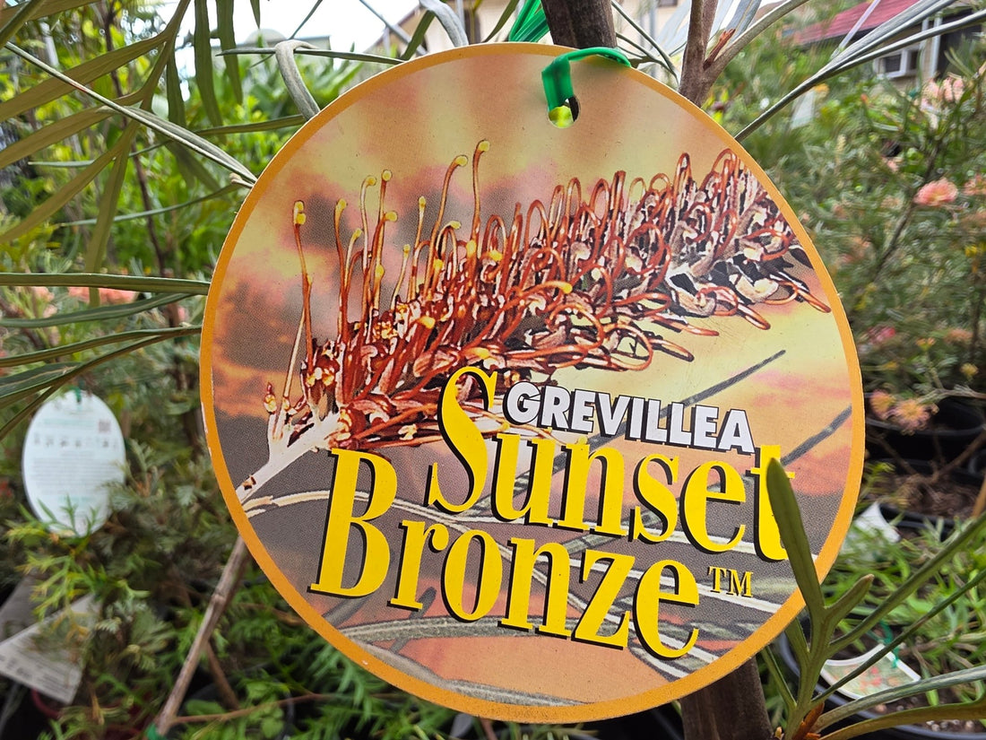 Grevillea Sunset Bronze - Ladybird Nursery