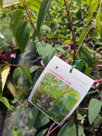 Strawberry Gum (Eucalyptus olida) - Ladybird Nursery