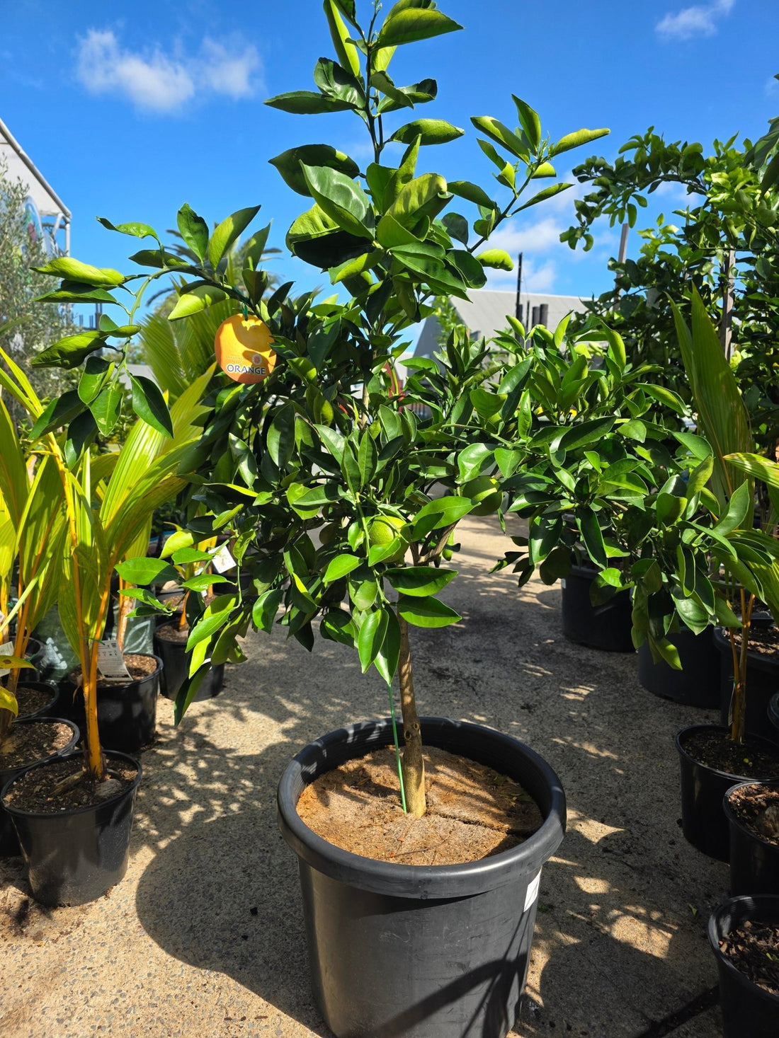 Orange 'Lanes Late Navel' Advanced 500mm Pot (PICK UP ONLY) - Ladybird Nursery