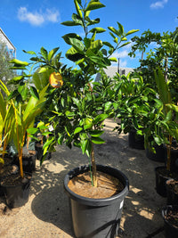 Orange 'Lanes Late Navel' Advanced 500mm Pot (PICK UP ONLY) - Ladybird Nursery