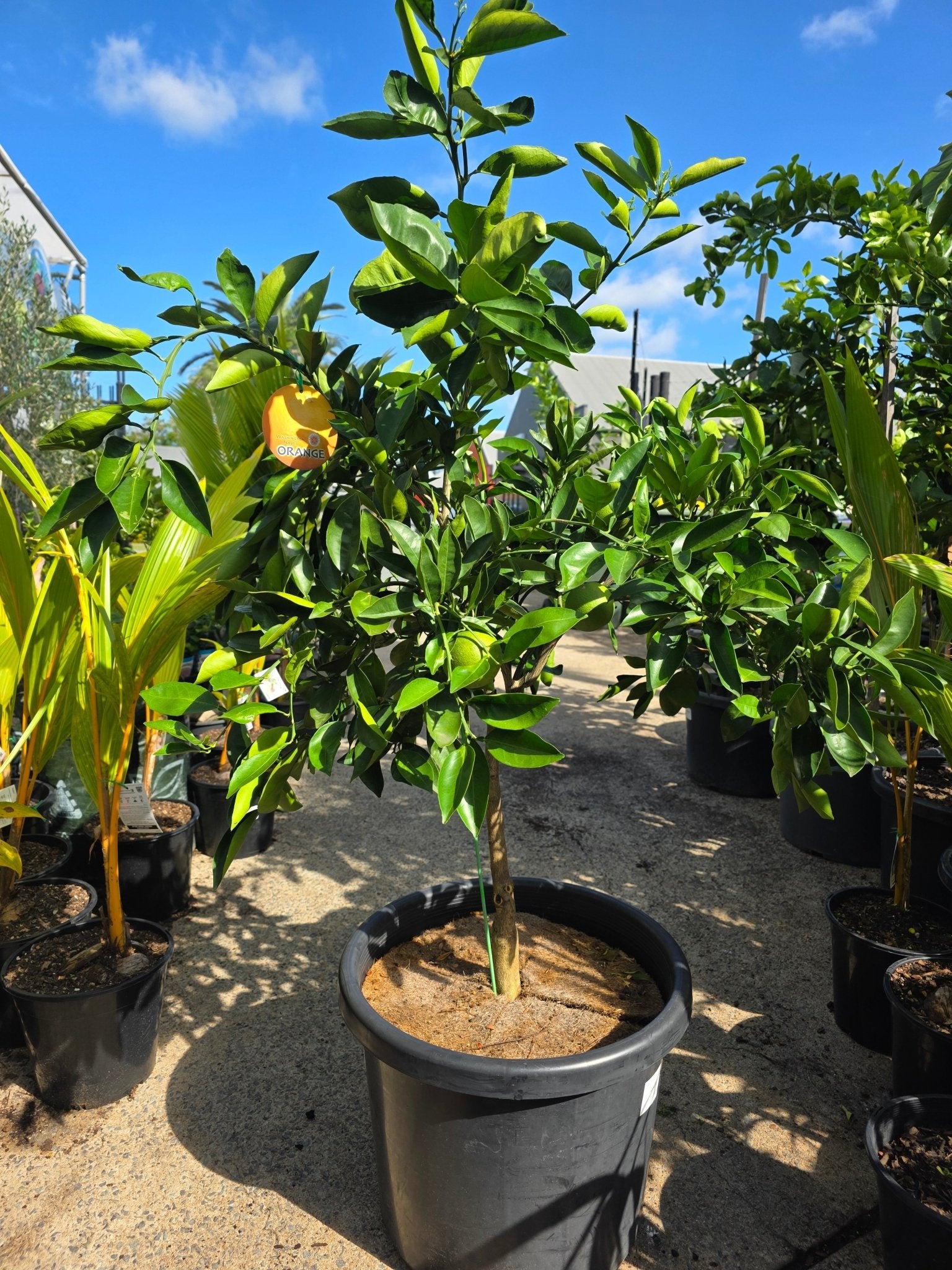 Orange 'Lanes Late Navel' Advanced 500mm Pot (PICK UP ONLY) - Ladybird Nursery