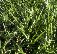 Agapanthus 'River Garden White' - Ladybird Nursery
