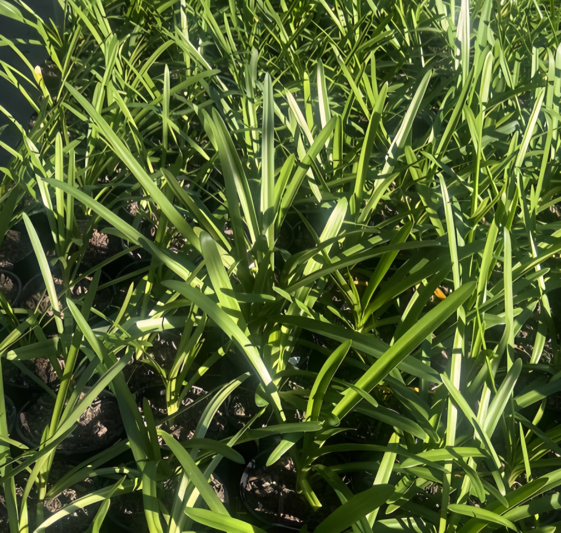 Agapanthus 'River Garden White' - Ladybird Nursery