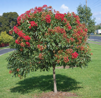 Dwarf Eucalyptus ‘Red’ (Corymbia ficifolia) - Ladybird Nursery