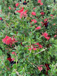 Grevillea 'Ruby Jewel' - Ladybird Nursery
