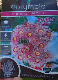 Dwarf Eucalyptus ‘Summer Beauty’ (Corymbia ficifolia) - Ladybird Nursery