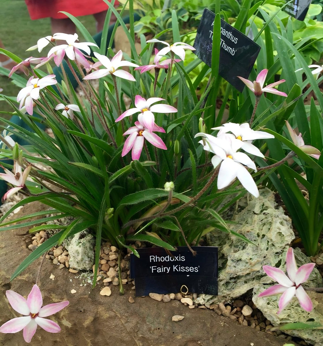 Rhodohypoxis 'Fairy Kisses' - Ladybird Nursery