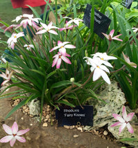 Rhodohypoxis 'Fairy Kisses' - Ladybird Nursery