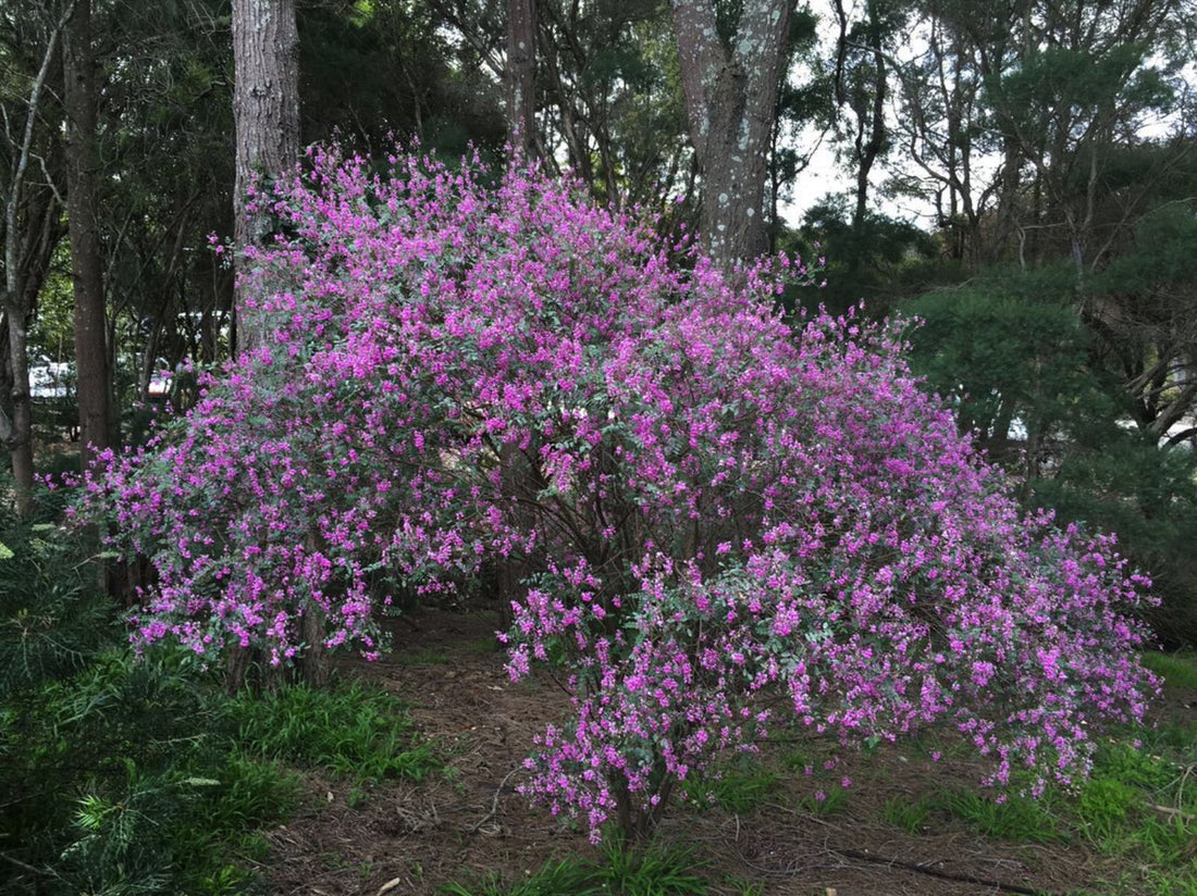Australian Indigo (Indigofera australis)
