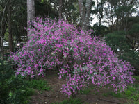 Australian Indigo (Indigofera australis)