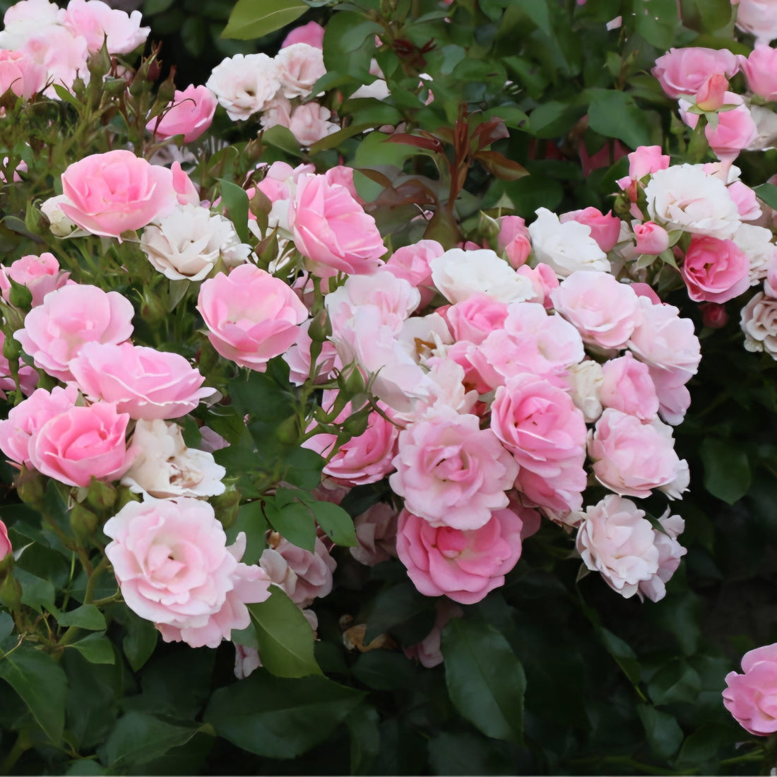 Rose 'Roselina' - Ladybird Nursery