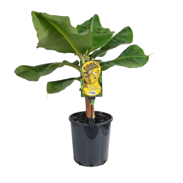 Super Dwarf Banana 'Cavendish' QLD ONLY - Ladybird Nursery