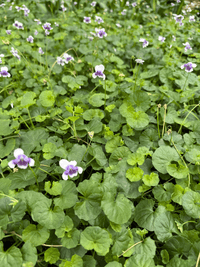 Native Violet (Viola hederacea) - Ladybird Nursery