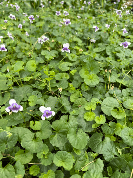 Native Violet (Viola hederacea) - Ladybird Nursery