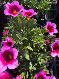 Calibrachoa 'Aloha Tiki Pink'