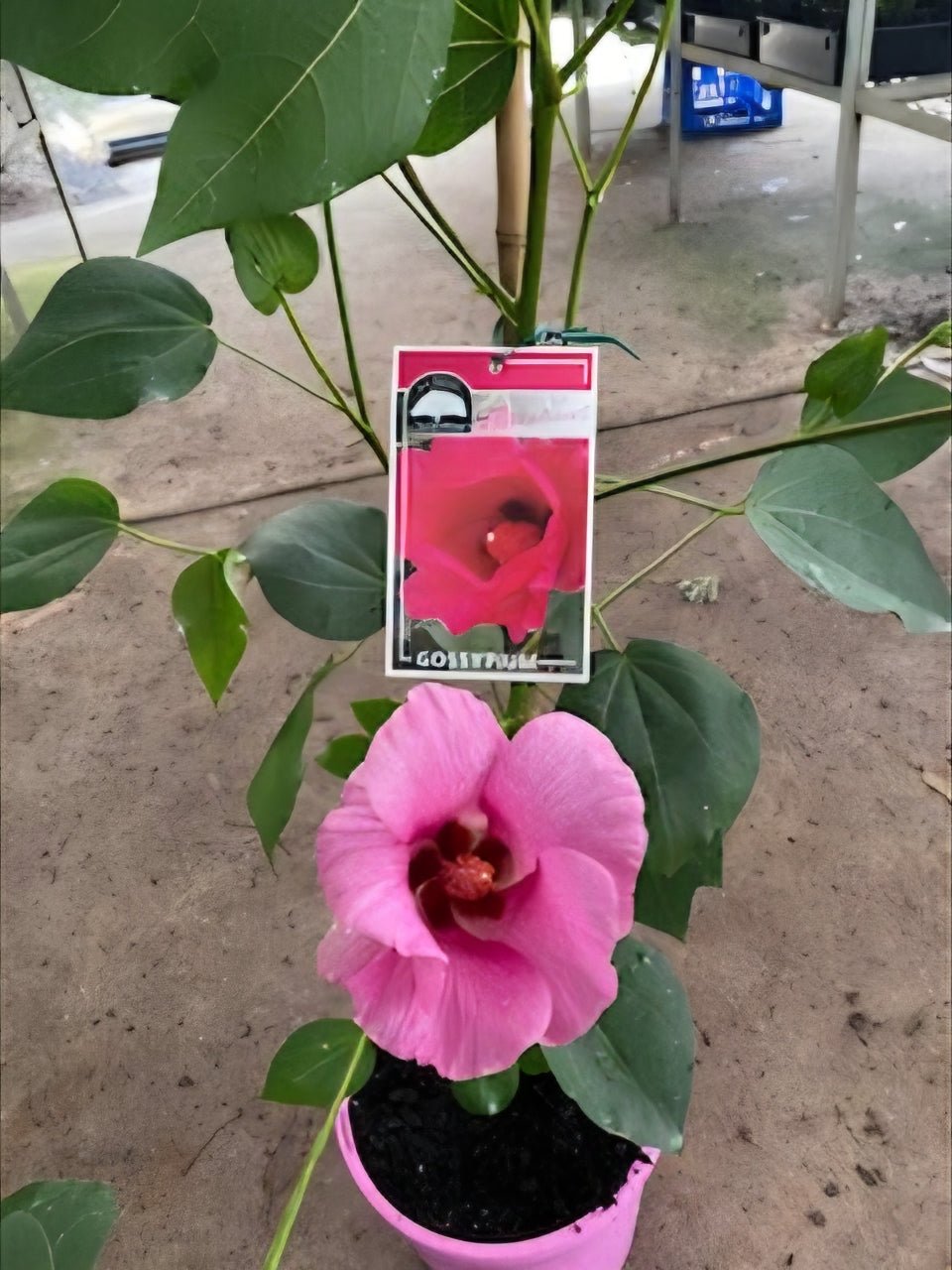 Gossypium 'Flirtatious' - Ladybird Nursery