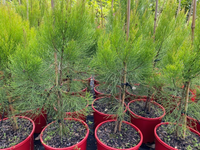 Daintree Pine (Gymnostoma australianum) - Ladybird Nursery