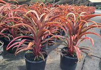 Cordyline 'Rooster Tail' (Cordyline fruticosa)