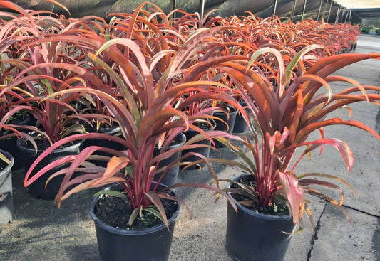 Cordyline 'Rooster Tail' (Cordyline fruticosa) - Ladybird Nursery