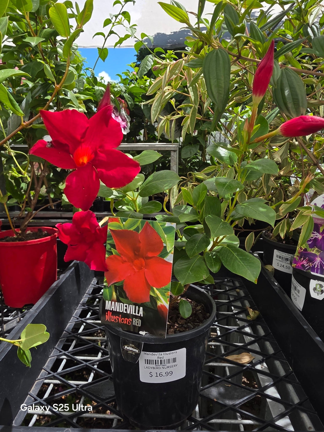 Mandevilla Illusions Red - Ladybird Nursery