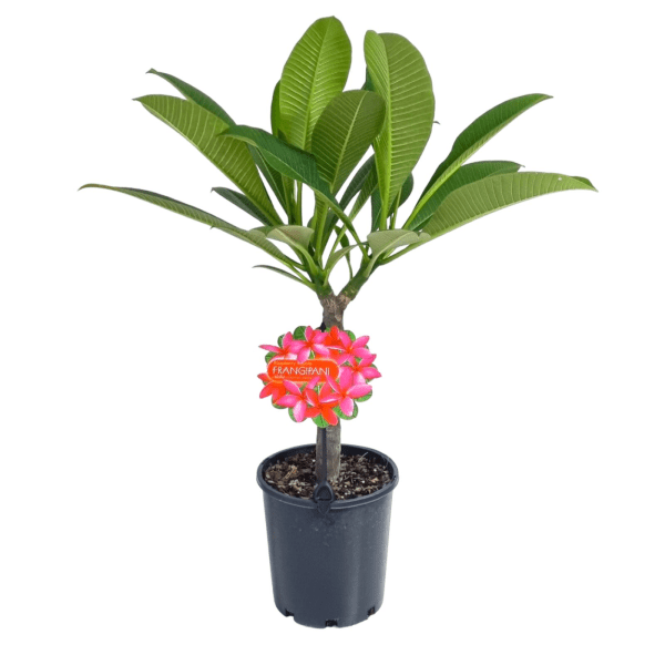 Frangipani Raspberry Royale (Plumeria rubra) - Ladybird Nursery