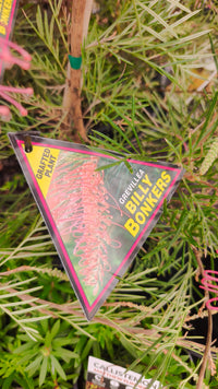 Dwarf Grevillea 'Billy Bonkers'