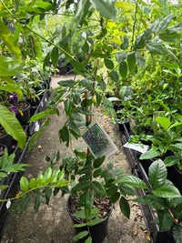 Japanese Wisteria Royal Purple (Wisteria floribunda) - Ladybird Nursery