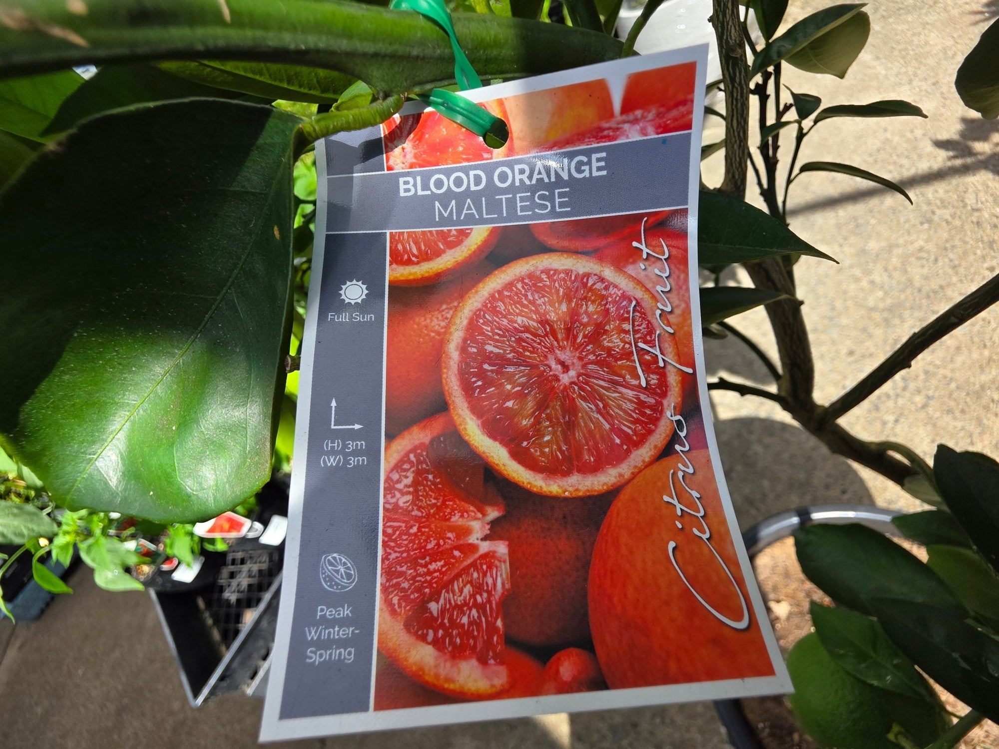 Advanced Blood Orange 'Maltese' 400mm (PICKUP ONLY) - Ladybird Nursery