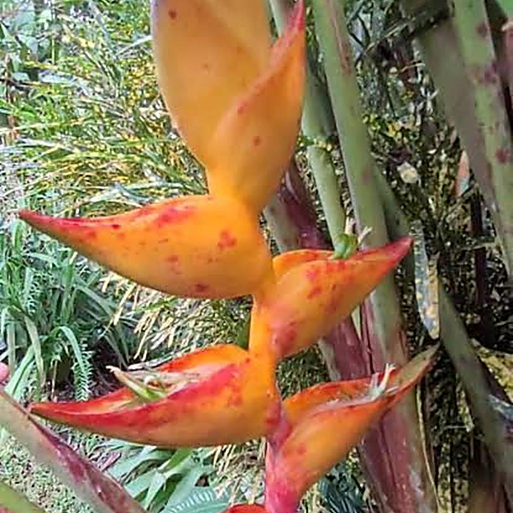 Heliconia 'Splash' (champneiana) - Ladybird Nursery