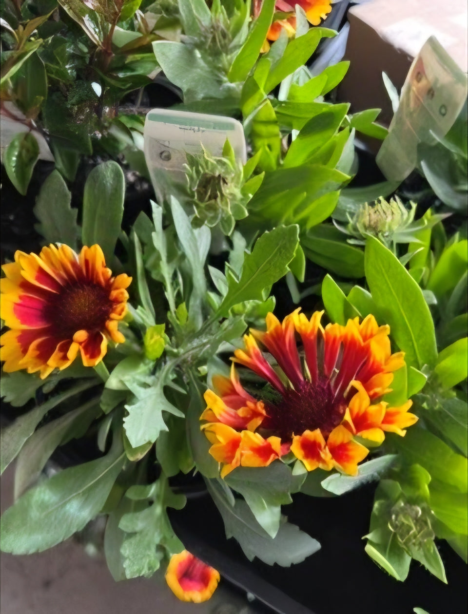 Gaillardia Spintop 'Orange Halo' (Blanket Flower)