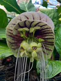 White Moon Bat Plant - Large