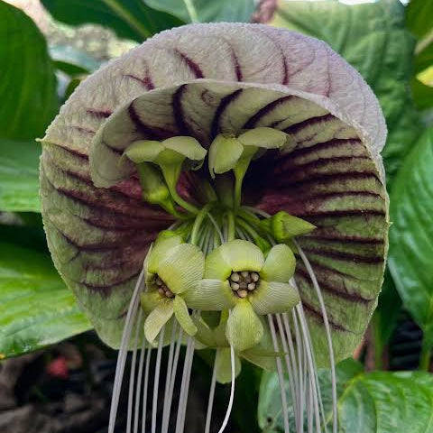 White Moon Bat Plant - Large - Ladybird Nursery