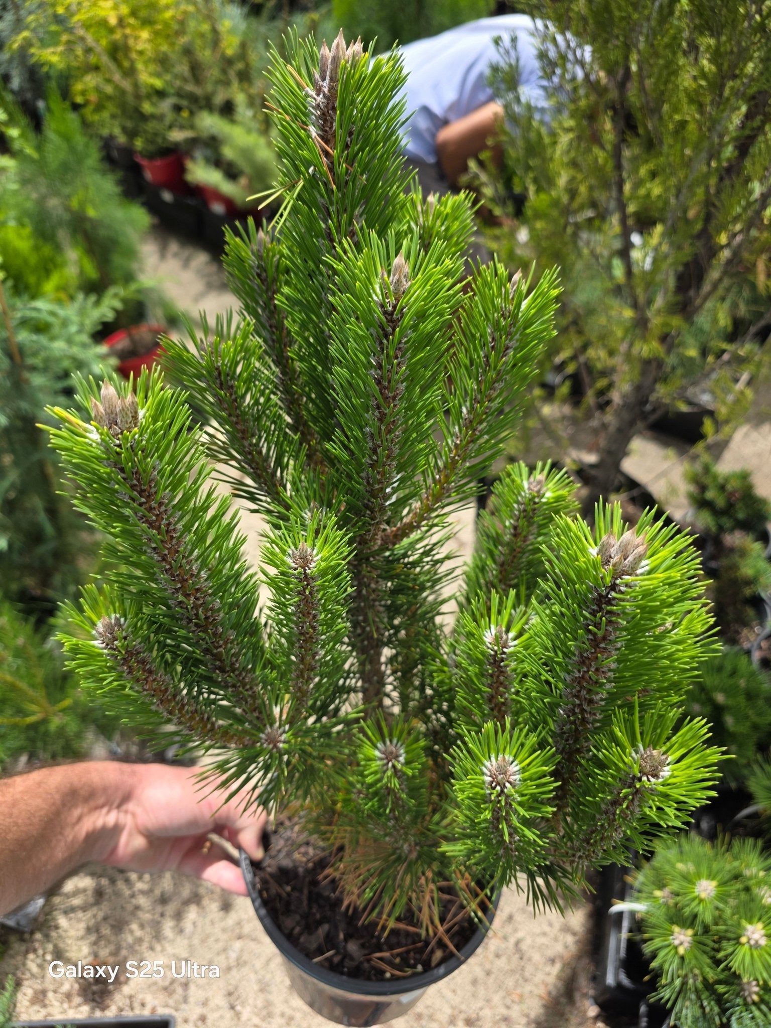 Japanese Black Pine Coolwyn Christmas Tree (Pinus thunbergii) - Ladybird Nursery