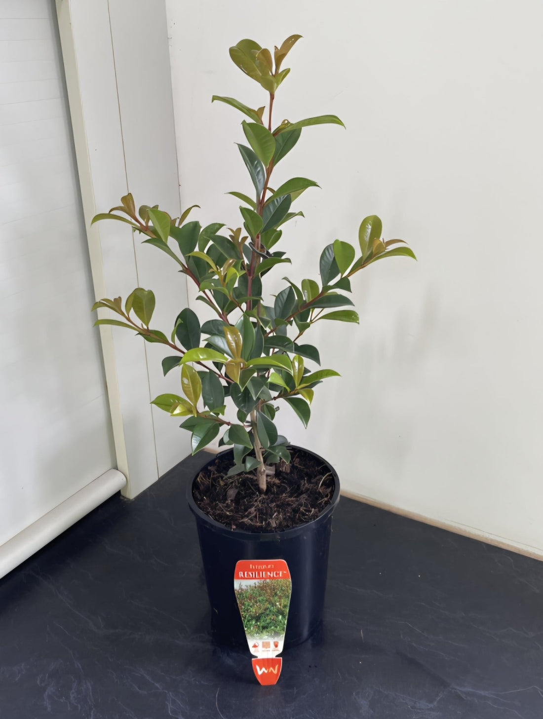 Lilly Pilly 'Resilience' (Syzygium australe) 140mm Pot - Ladybird Nursery