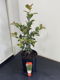 Lilly Pilly 'Resilience' (Syzygium australe) 140mm Pot - Ladybird Nursery