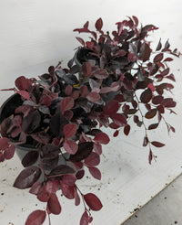 Loropetalum Purple Pixie™ (Loropetalum chinense) - Ladybird Nursery