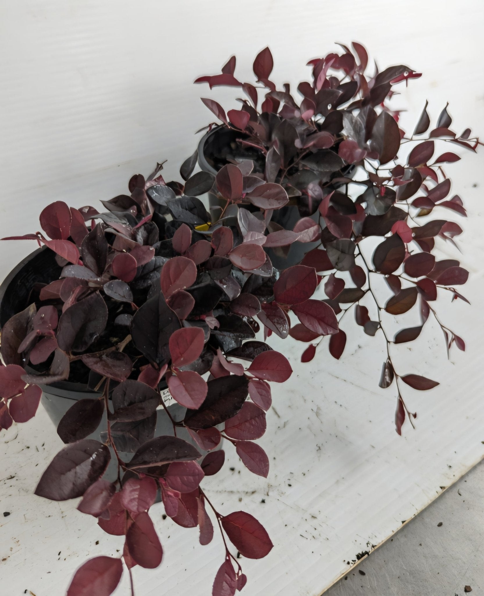 Loropetalum Purple Pixie™ (Loropetalum chinense) - Ladybird Nursery