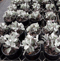 Kalanchoe Quicksilver