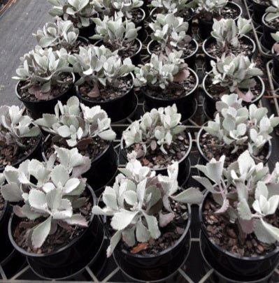 Kalanchoe Quicksilver - Ladybird Nursery