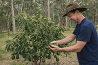Dwarf Rincon Avocado Tree - Ladybird Nursery