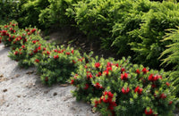 Callistemon 'Green Envy' - Ladybird Nursery