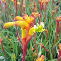 Kangaroo Paw 'Bush Tenacity' (Anigozanthos) - Ladybird Nursery