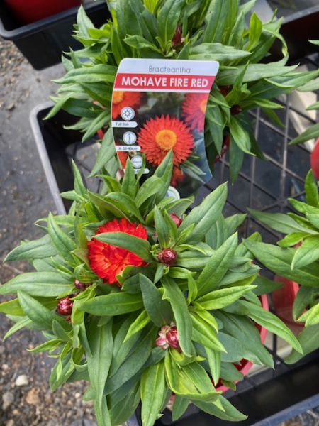 Paper Daisy Mohave 'Fire Red' (Bracteantha) - Ladybird Nursery