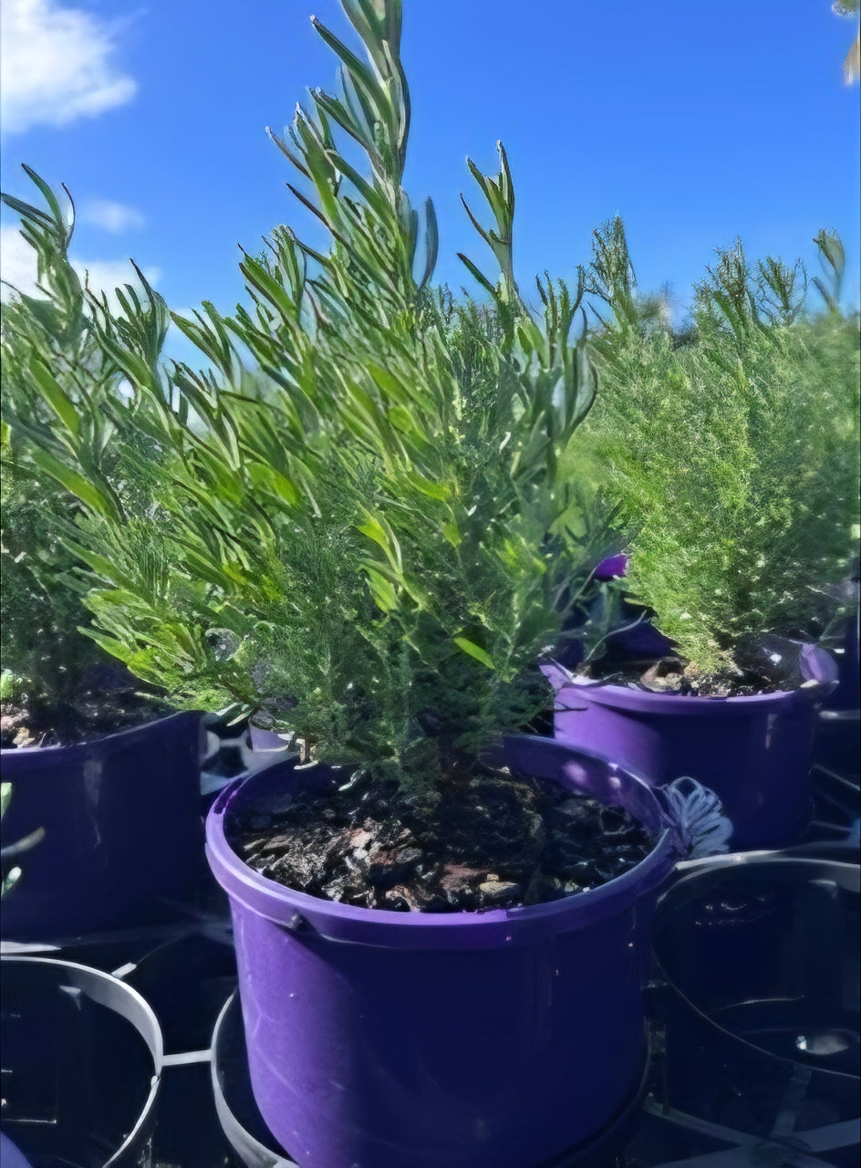 Lavender - The Princess (Lavandula hyb.)