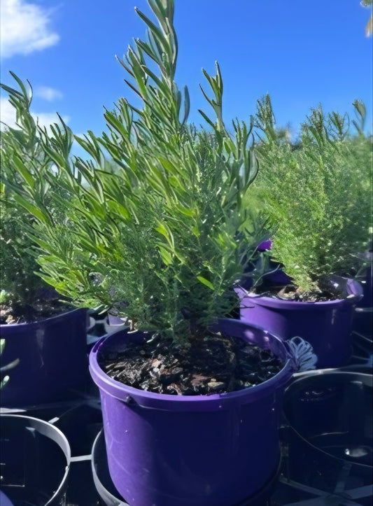 Lavender - The Princess (Lavandula hyb.) - Ladybird Nursery