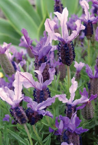 Lavender 'Winter Lace'